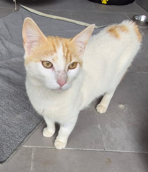 Bacardi – der Schmusekater mit grossem Herz