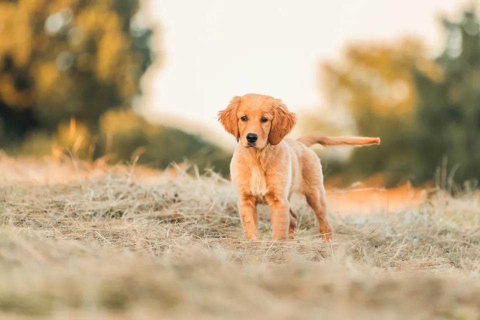 Fotoshooting für Hund & Pferd
