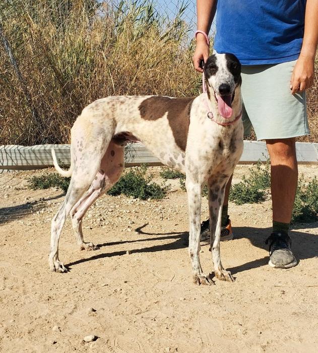 Leonard – eleganter Galgo Mischling - dein Freund fürs Leben