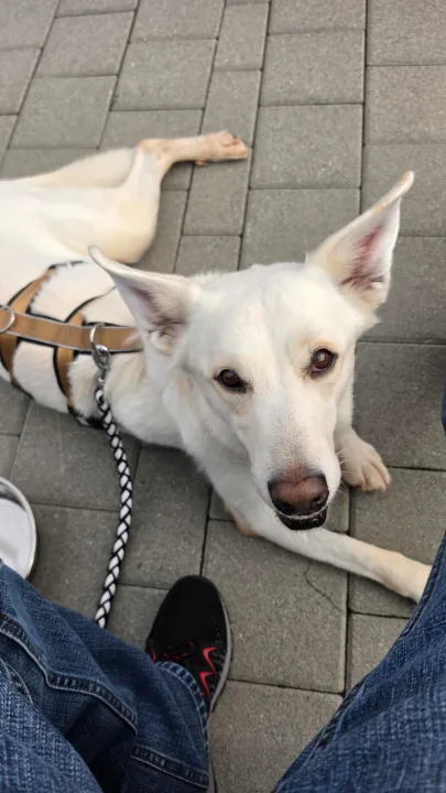 Snow – der Traumhund sucht seinen Menschen