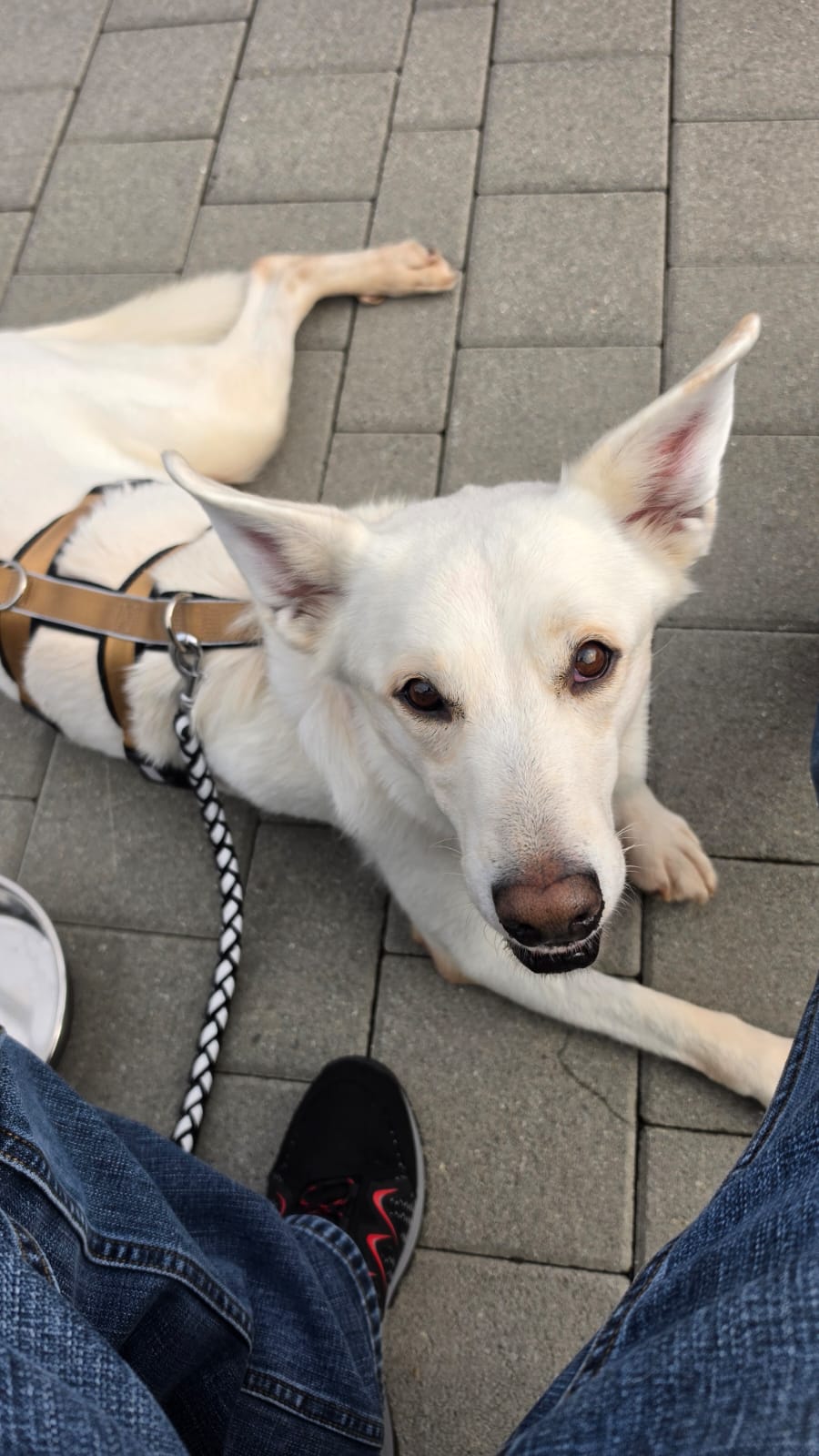 Snow – der Traumhund sucht seinen Menschen