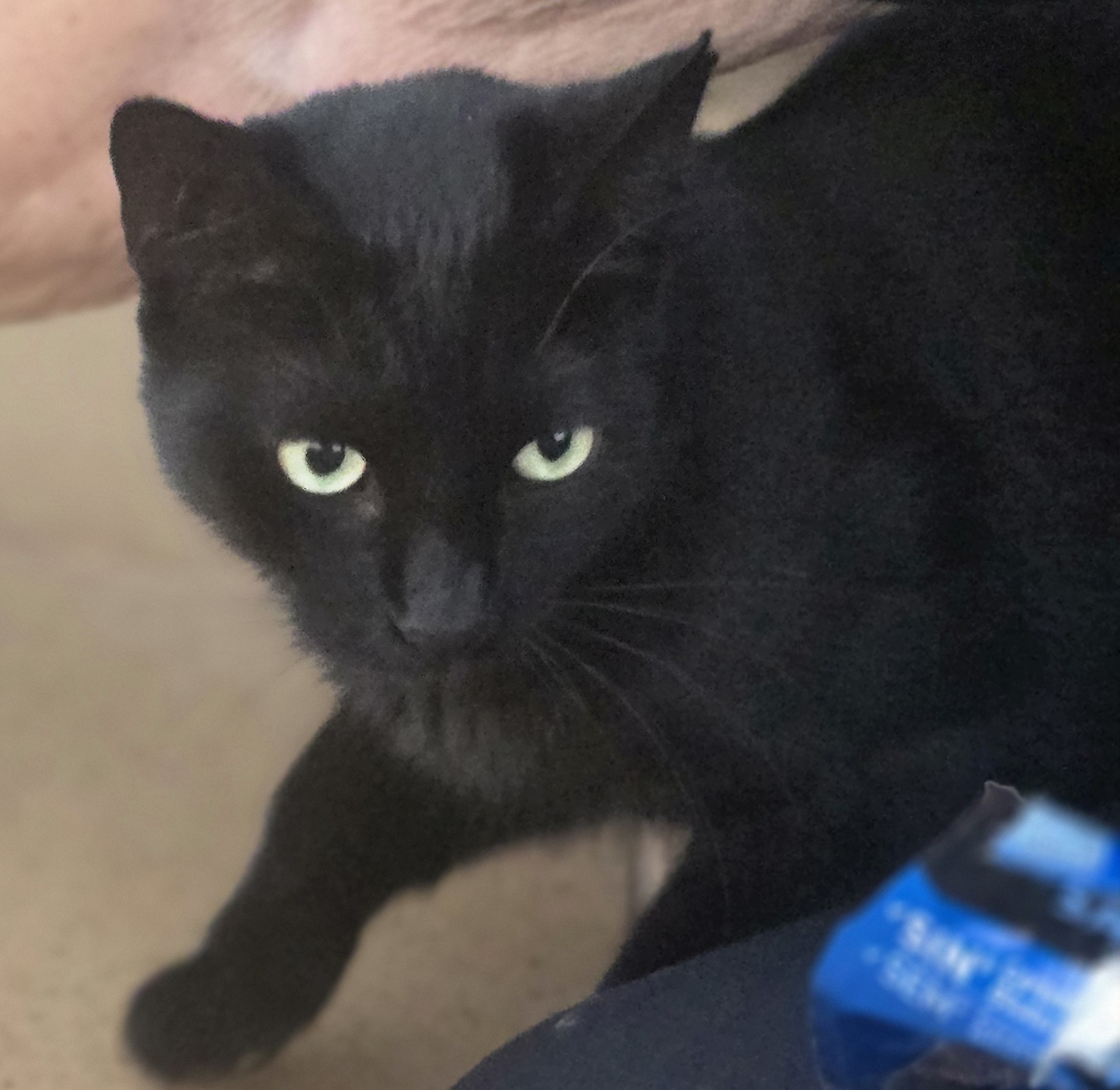 Xenia-Noira – wer ihr Herz gewinnt, gewinnt eine Schmusekatze