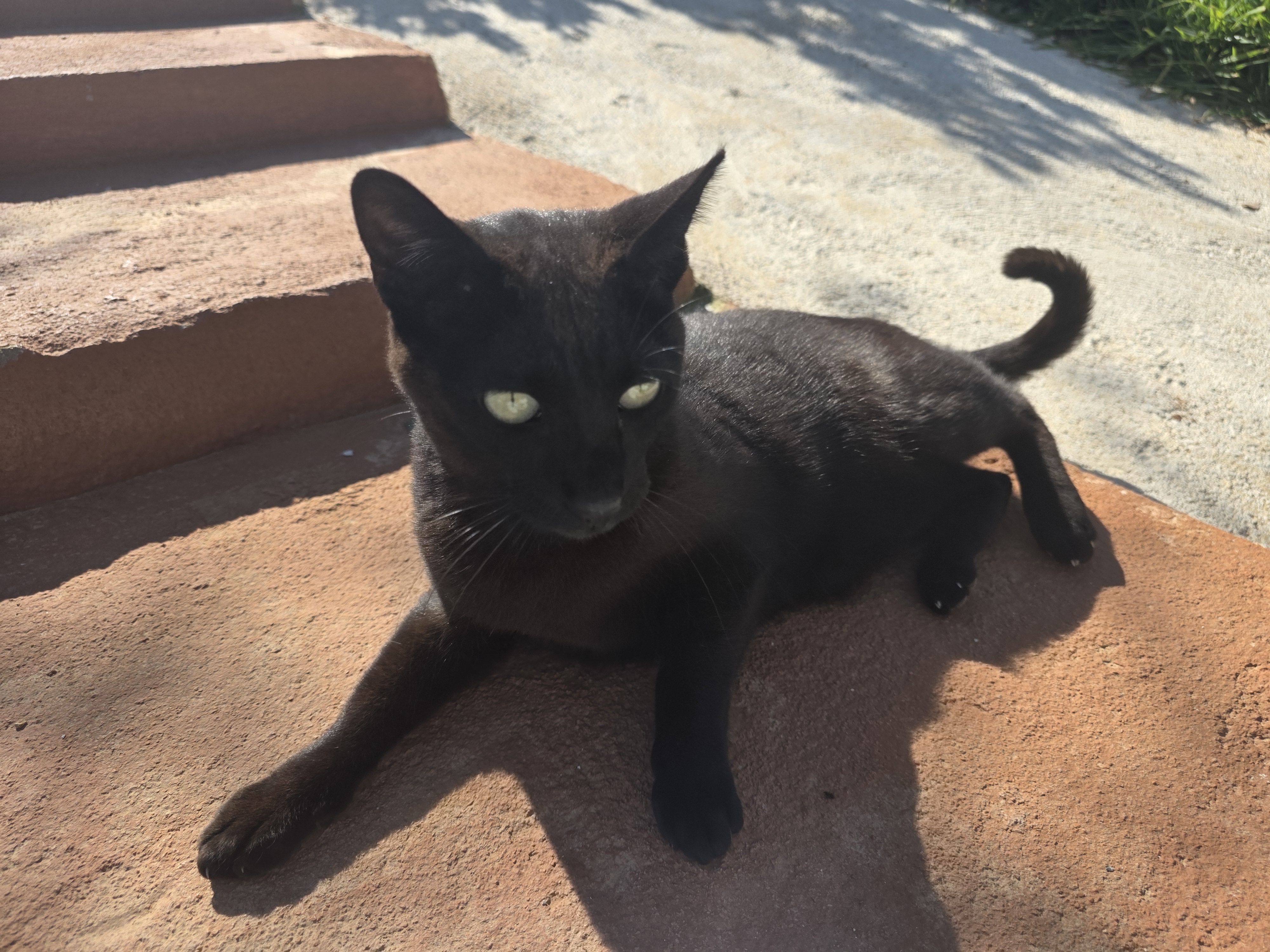 Felippe – hübscher Panther, bereit sein Herz zu verschenken