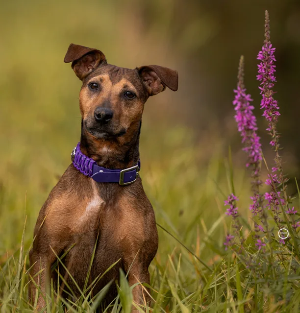 Kira, die süsse Parson Russell Mix-Hündin