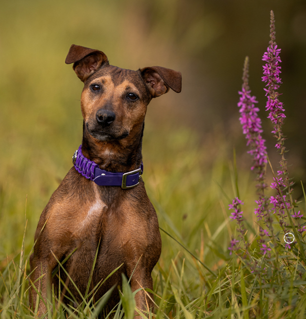 Kira, die süsse Parson Russell Mix-Hündin