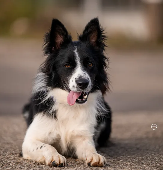 Ron, der wunderschöne Border Collie Rüde