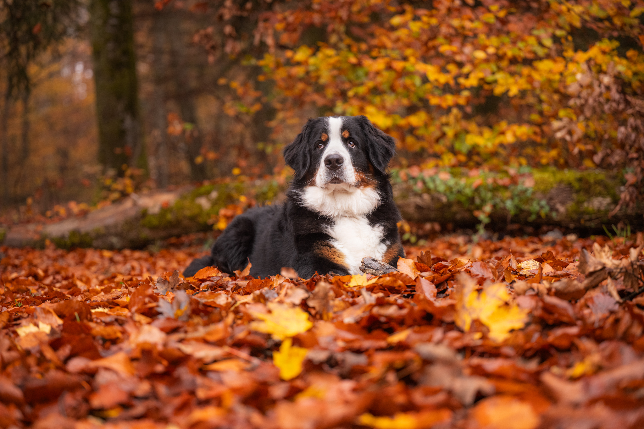 Mini-Fotosession im Herbstwald