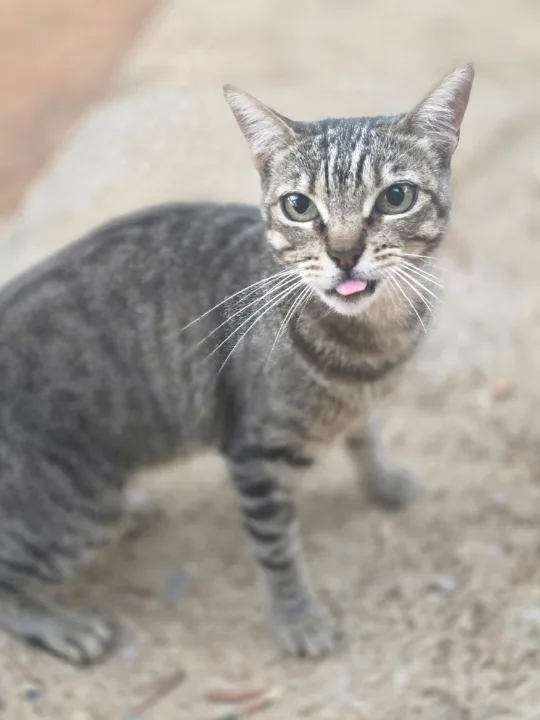 Dunja – Schmusekatze sucht ihre Herzensmenschen