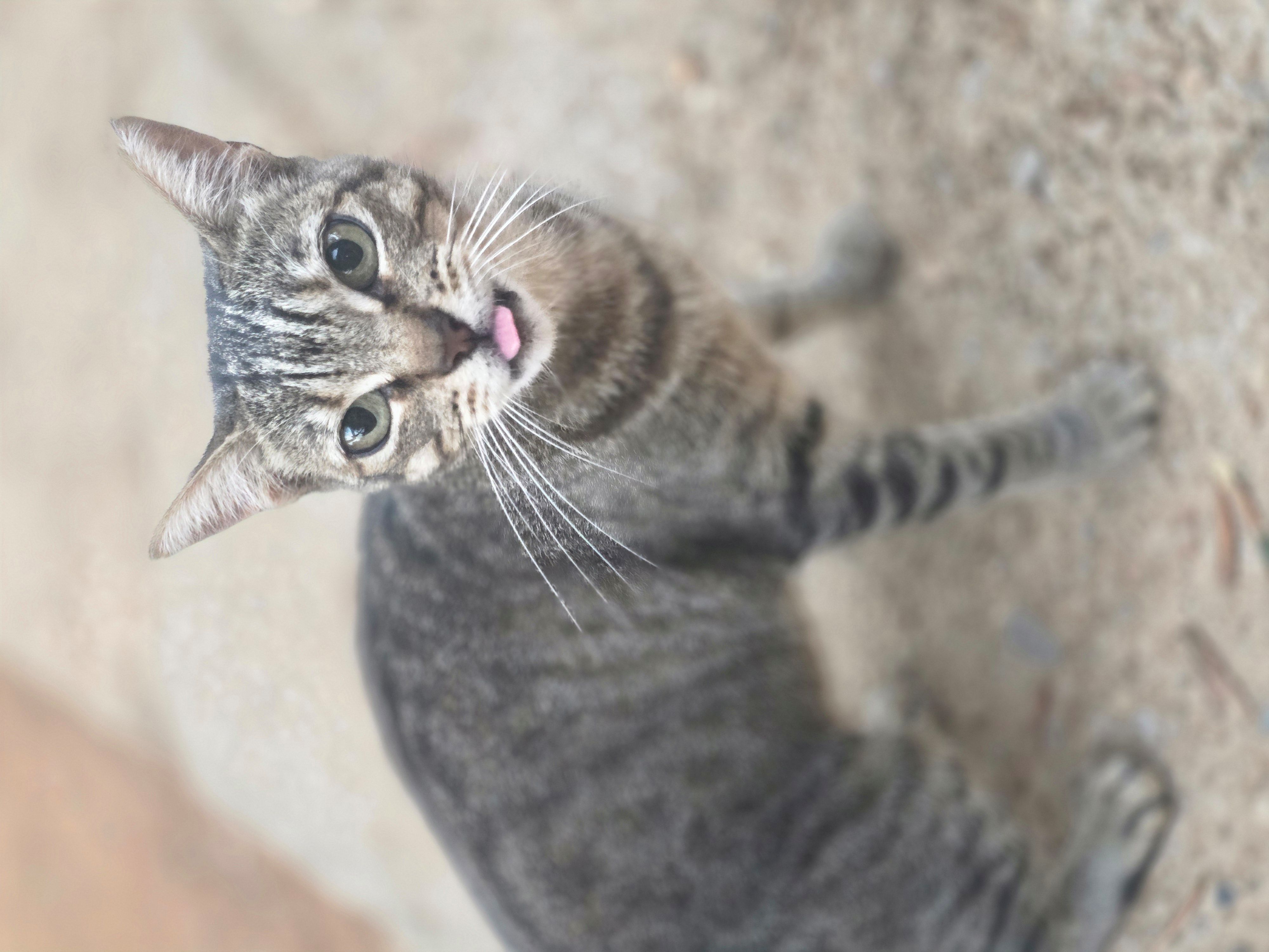 Dunja – Schmusekatze sucht ihre Herzensmenschen