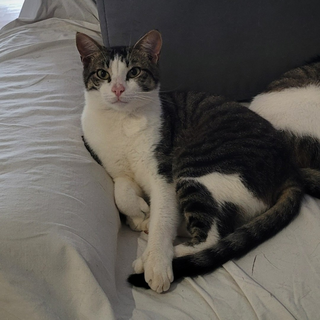 Diego – ein treuer Schatten mit einem Herzen voller Liebe