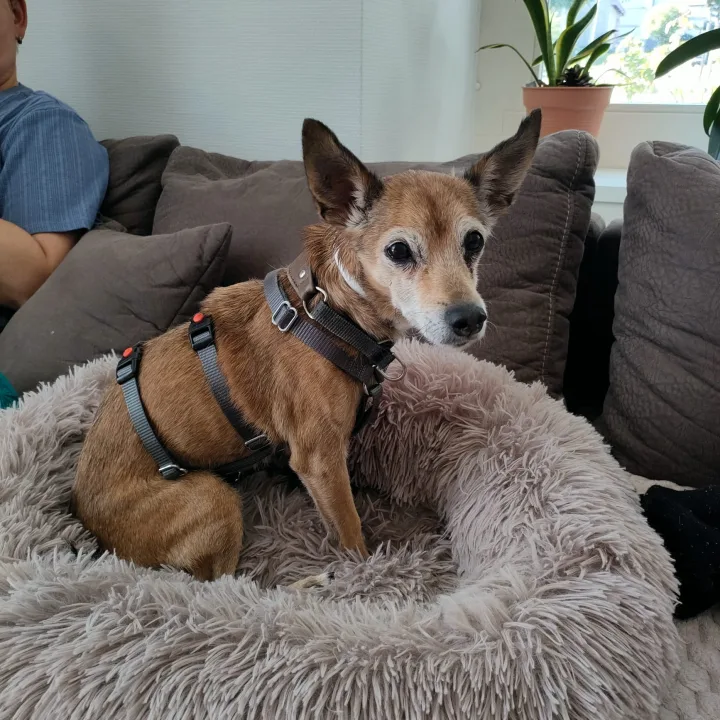 Abby – 35 cm Lebensfreude auf der Suche nach ihrem Zuhause