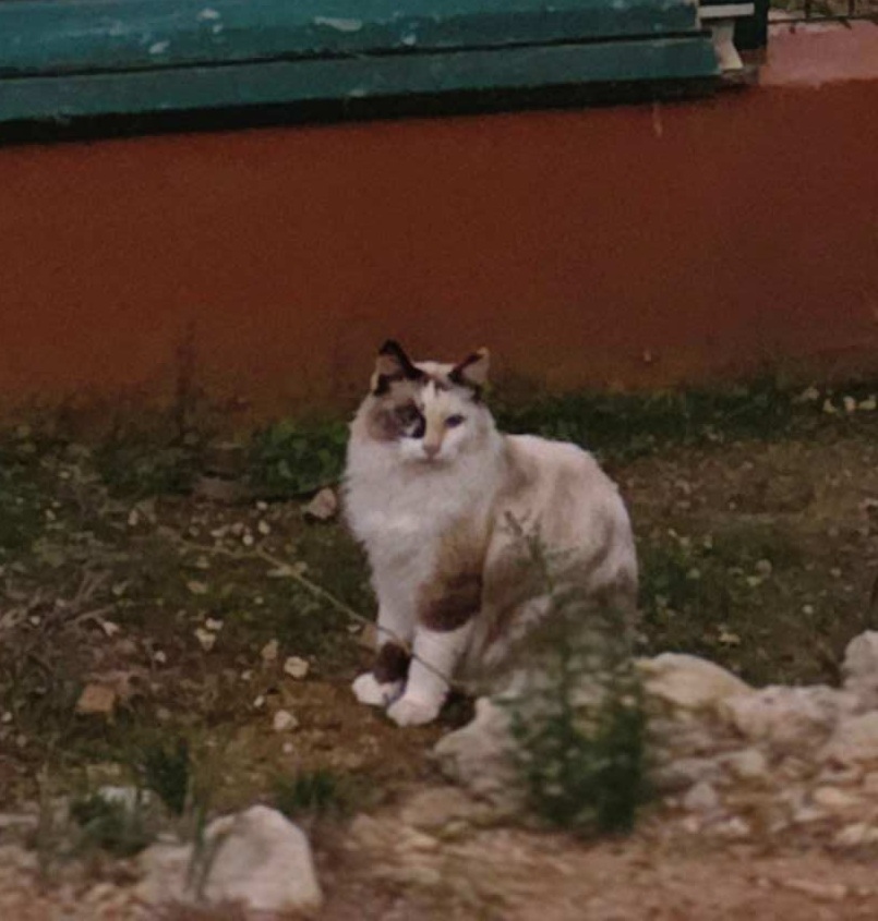 Cleo – bezaubernde Langhaarschönheit sucht ihr Zuhause