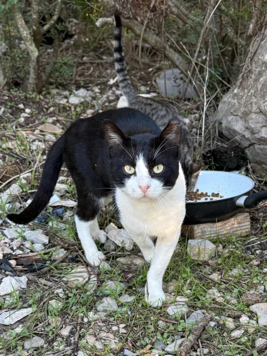 Pedro – cooler Kater mit grossem Herzen