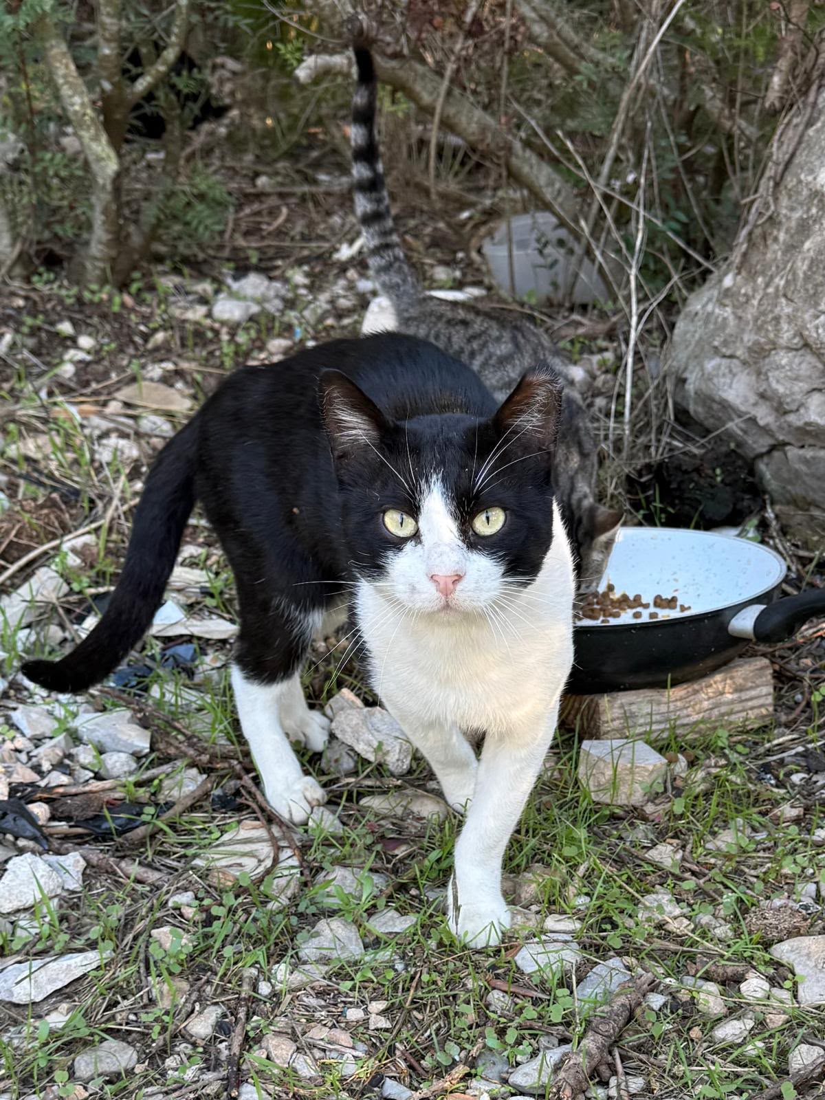 Pedro – cooler Kater mit grossem Herzen
