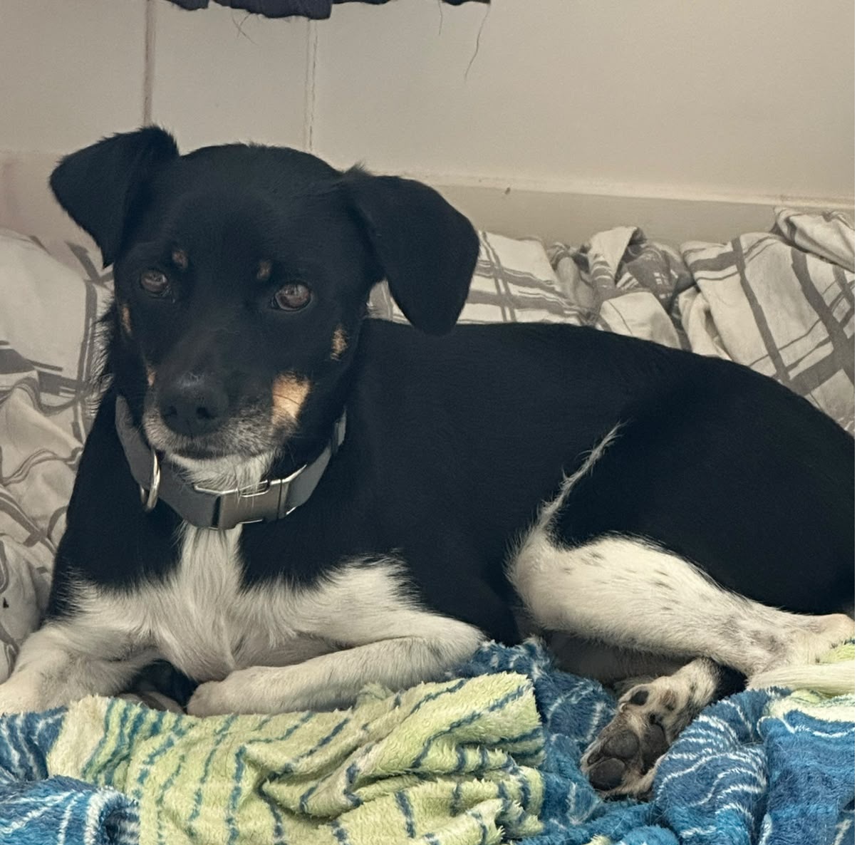 Jax – aktiver Junghund sucht seine Menschen