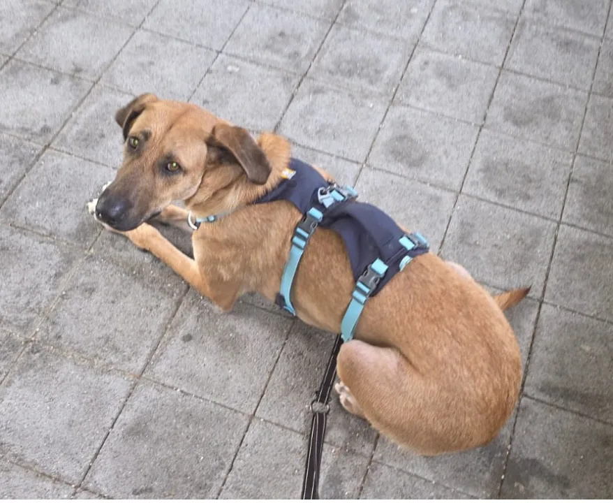 Hanky – sucht ein ruhiges Zuhause