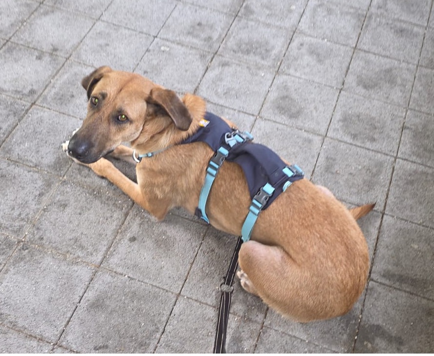 Hanky – sucht ein ruhiges Zuhause