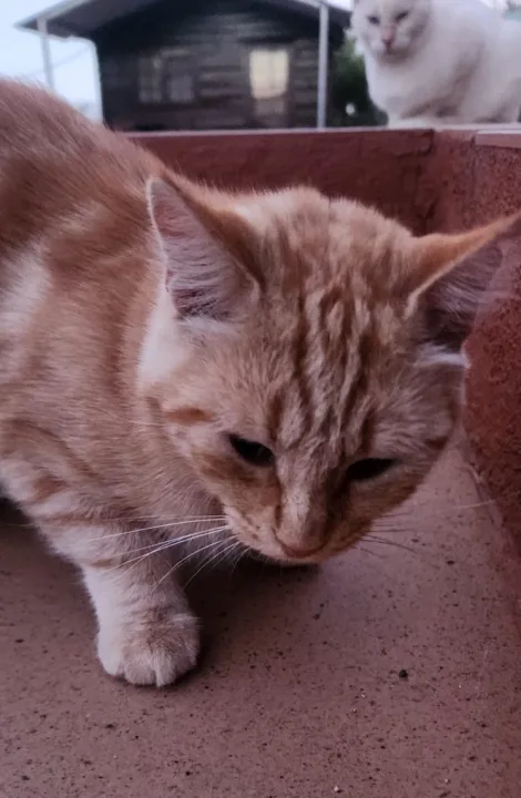 Rubi – bezaubernde rote Tigerkatze mit Charme