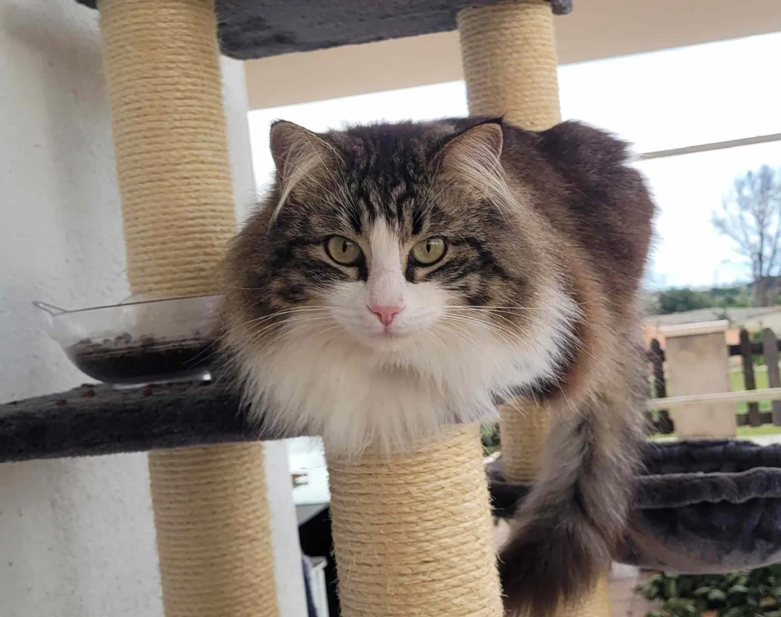 Mausi– eine wunderschöne Langhaar-Katze mit starkem Willen