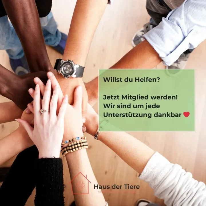 💛 Mitglied werden – gemeinsam für unsere Schützlinge 🐾