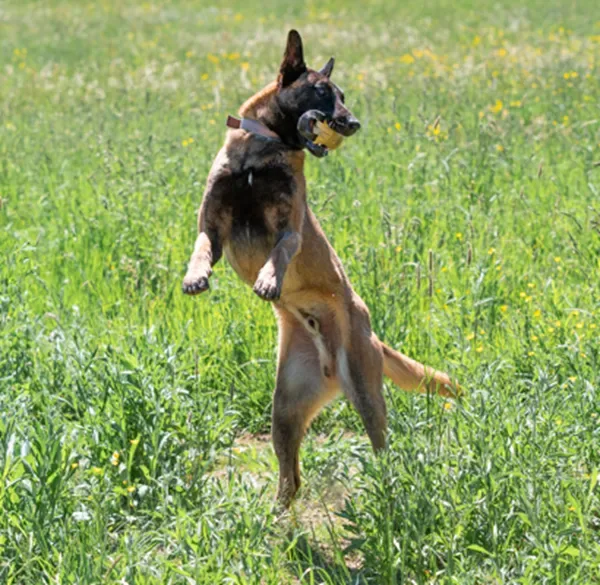 Dado, der wunderbare Malinois-Prinz
