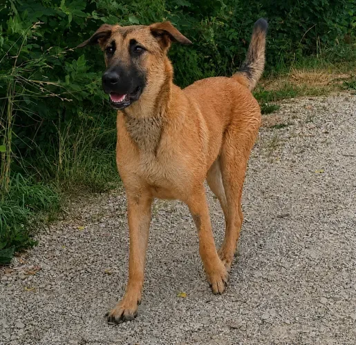 Bretxa, die süsse Malinois Mix-Junghündin