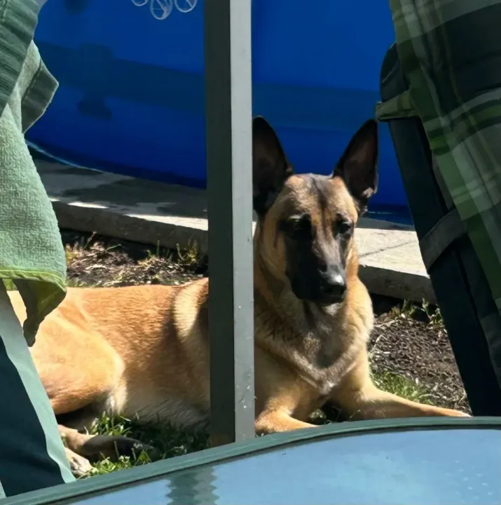 Hundebetreuung mit Herz und Verstand